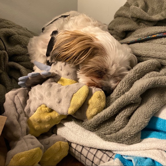 πΎHappy & Healthy Puppy!!!πΎ New Picture Added! - Picture 5 of 7